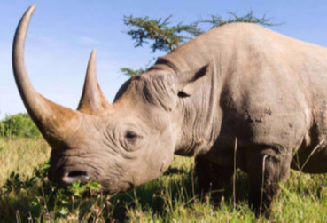 Großes, weißes Nashorn mama artemisia-Safarivorschlag, Tarangire, Manyara, Serengeti, Ngorongoro Krater, TANSANIA